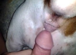 Animal Porn Me