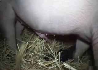 Kinky animal letting you watch